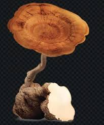 Attēlu rezultāti vaicājumam “Diderma tigrinum macro”