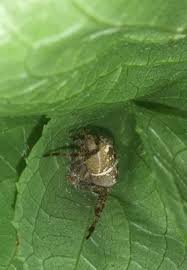 Attēlu rezultāti vaicājumam “Araneus diadematus eggs”