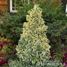 Attēlu rezultāti vaicājumam “Euonymus”