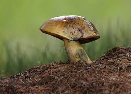 Attēlu rezultāti vaicājumam “Sutorius luridiformis”