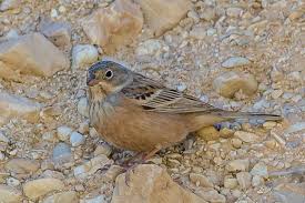 Image result for Emberiza caesia