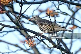 Attēlu rezultāti vaicājumam “Turdus viscivorus”