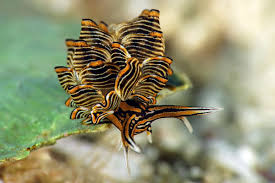 Attēlu rezultāti vaicājumam “Cribraria violacea macro”