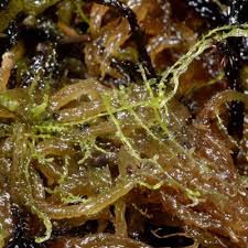 Attēlu rezultāti vaicājumam “Cladopodiella fluitans”