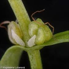 Attēlu rezultāti vaicājumam “Callitriche cophocarpa leaf”