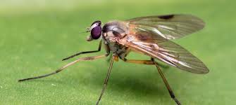 Attēlu rezultāti vaicājumam “Brachycera”