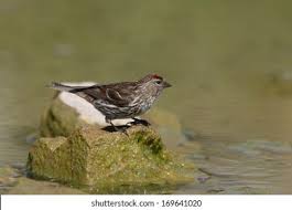 Attēlu rezultāti vaicājumam “Carduelis flammea female”