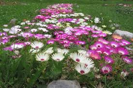 Image result for Mesembryanthemum criniflorum