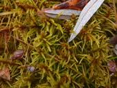 Attēlu rezultāti vaicājumam “Helodium blandowii”