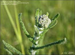 Attēlu rezultāti vaicājumam “Achillea millefolium bud”