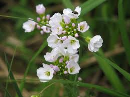 Attēlu rezultāti vaicājumam “Cardamine pratensis”