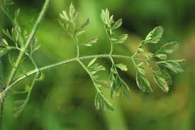 Attēlu rezultāti vaicājumam “Daucus carota subsp. carota leaf”