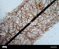 Attēlu rezultāti vaicājumam “Stemonitis axifera var. smithii stalked”