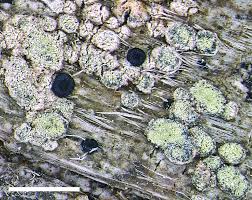 Attēlu rezultāti vaicājumam “Petractis sp.”