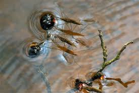 Attēlu rezultāti vaicājumam “Aquarius najas”