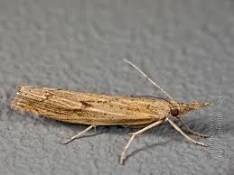 Attēlu rezultāti vaicājumam “Pediasia fascelinella”