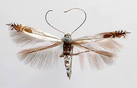 Attēlu rezultāti vaicājumam “Lyonetiidae”