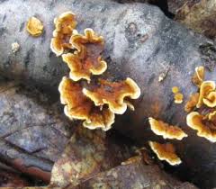 Attēlu rezultāti vaicājumam “Stereum hirsutum”