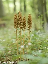 Attēlu rezultāti vaicājumam “Neottia nidus-avis bud”