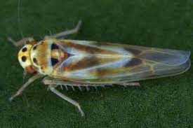 Attēlu rezultāti vaicājumam “Paramesus obtusifrons”