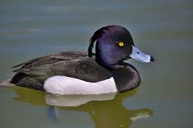 Attēlu rezultāti vaicājumam “Aythya fuligula female”