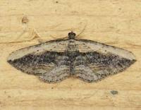 Attēlu rezultāti vaicājumam “Horisme vitalbata”