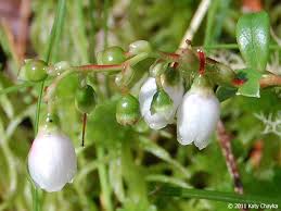 Attēlu rezultāti vaicājumam “Vaccinium vitis-idaea flower”