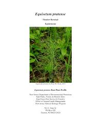 Attēlu rezultāti vaicājumam “Equisetum pratense”