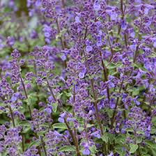 Attēlu rezultāti vaicājumam “Nepeta x faassenii flower”