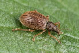 Attēlu rezultāti vaicājumam “Rhynchaenus lonicerae”