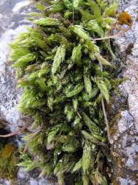 Attēlu rezultāti vaicājumam “Brachythecium salebrosum sporophyte”