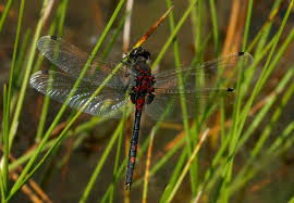Attēlu rezultāti vaicājumam “Leucorrhinia dubia male”