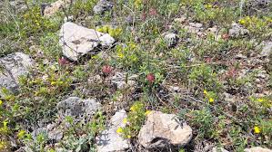 Attēlu rezultāti vaicājumam “Onobrychis arenaria fruit”