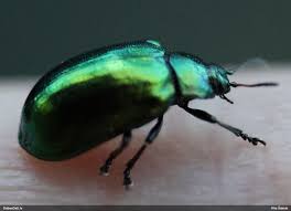 Attēlu rezultāti vaicājumam “Linaeidea aenea”