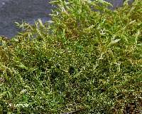 Attēlu rezultāti vaicājumam “Drepanocladus aduncus”