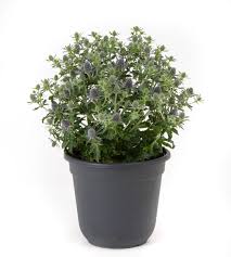 Image result for Edeldistel