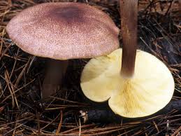 Attēlu rezultāti vaicājumam “Tricholomopsis rutilans”