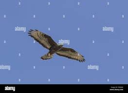 Attēlu rezultāti vaicājumam “Pernis apivorus adult”