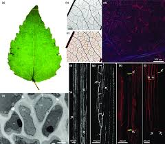 Attēlu rezultāti vaicājumam “Populus tremula leaf”