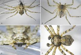 Attēlu rezultāti vaicājumam “Philodromus sp.”