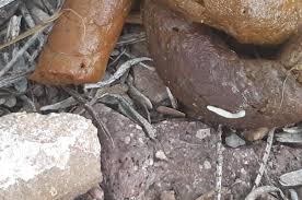 Image result for cestoda excrement dog
