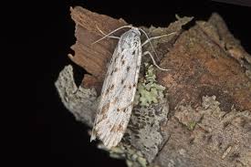 Attēlu rezultāti vaicājumam “Coscinia cribraria”