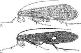 Attēlu rezultāti vaicājumam “Trichoptera”