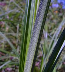 Attēlu rezultāti vaicājumam “Carex atherodes”
