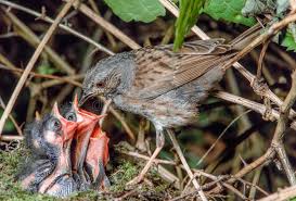 Attēlu rezultāti vaicājumam “Prunella modularis”