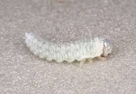 Attēlu rezultāti vaicājumam “Eriocampa ovata larva”