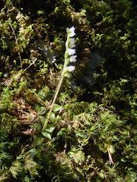 Attēlu rezultāti vaicājumam “Goodyera repens bud”