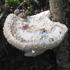 Attēlu rezultāti vaicājumam “Postia guttulata”