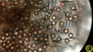 Attēlu rezultāti vaicājumam “Didymium megalosporum macro”