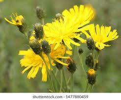 Attēlu rezultāti vaicājumam “Hieracium umbellatum flower”